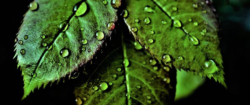 Green leaves, Pattern, Water drops, Dew Drops, Closeup, Macro, Fresh, Wet Leaves, Greenery, Dark background, 5K