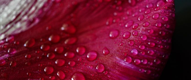 Pink Tulip Petal, Tulip flower, Closeup, Macro, Water drops, Dew Drops, Spring, Vibrant, Pattern, Beautiful, 5K