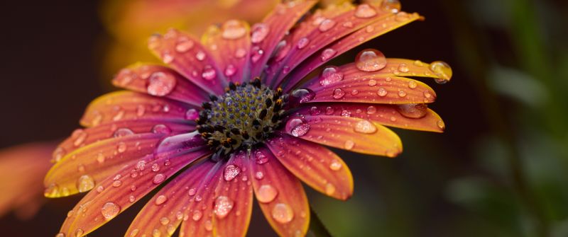 Orange Daisy, Closeup, Macro, Dew Drops, Selective Focus, Bokeh, Blur background, Vibrant, Blossom, Bloom, Spring, Wet, 5K