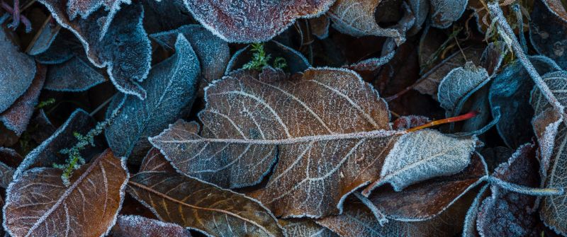 Frozen Leaves, Winter, Dry Leaves, Foliage, Leaf Background
