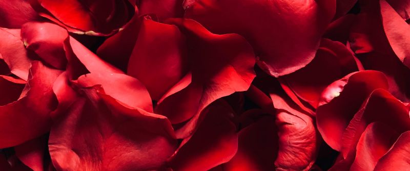 Red Rose, Rose Petals, Floral, Red background