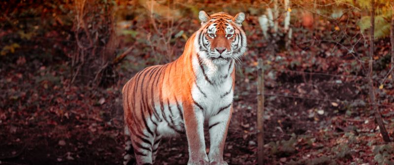 Tiger, Panoramic, Big cat, Carnivore, Predator, Forest, Zoo, Tree Trunks, Daytime, Wildlife, 5K