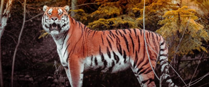 Tiger, Autumn, Big cat, Wildlife, Forest, Predator, Carnivore, Walking, Panoramic, Zoo, 5K