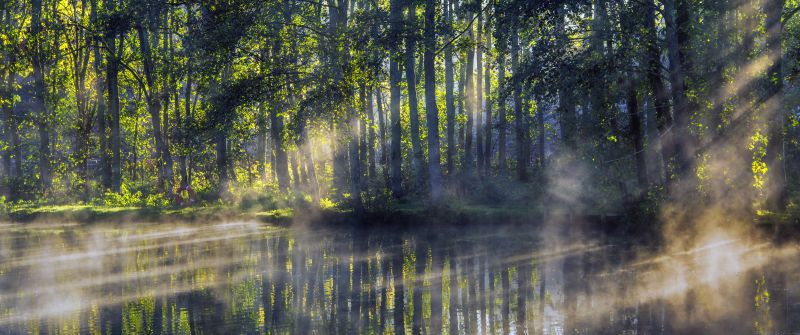 Woodland, Forest, Worcestershire, Early Morning, Pond, Sun light, Fog, Reflection, Scenery, 5K, 8K