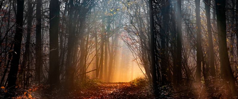 Woodland, Early Morning, Sun light, Forest path, Trees, Woods, Landscape, Fallen Leaves, 5K