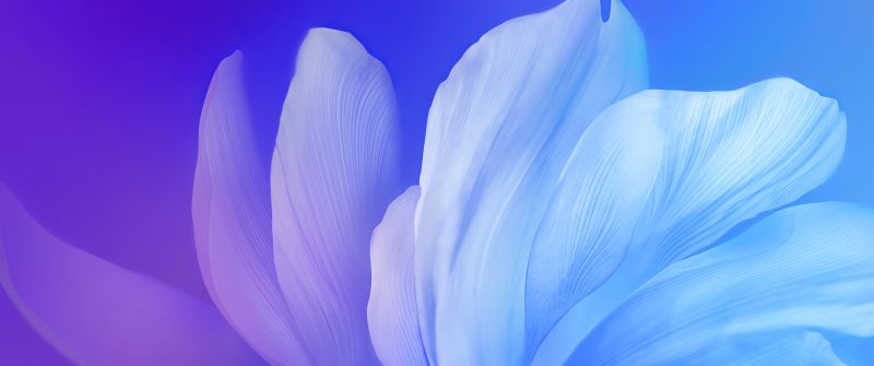 Blue flower, Gradient background, Aesthetic, Vivo Stock, Android 10