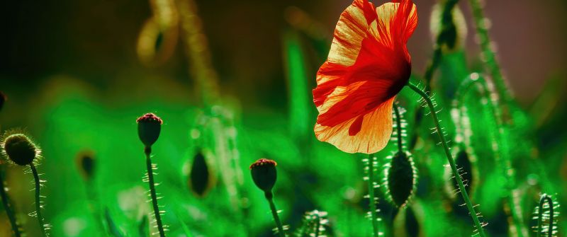 Poppy flower, Landscape, Green, Bloom