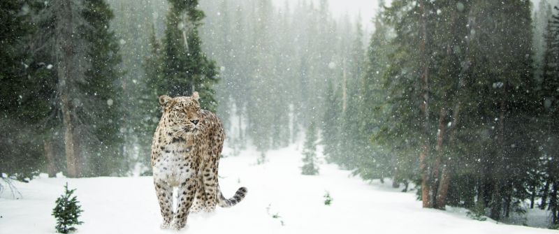 Leopard, Snow, Winter, Forest, Snow leopard, Pine trees, 5K