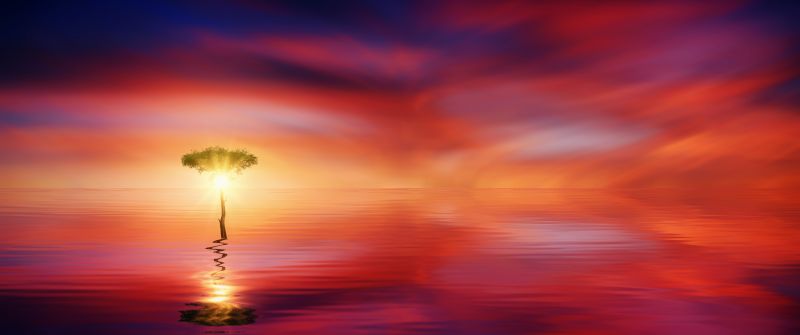 Tree, Seascape, Ocean, Sunrise, Dawn