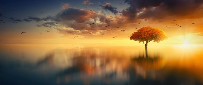 Tree, Sunrise, Birds, Reflection, Seascape, Aesthetic, 5K