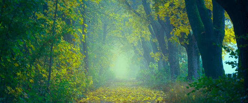 Spring, Forest, Path, Foggy, Foliage, Yellow leaves, Green, 5K