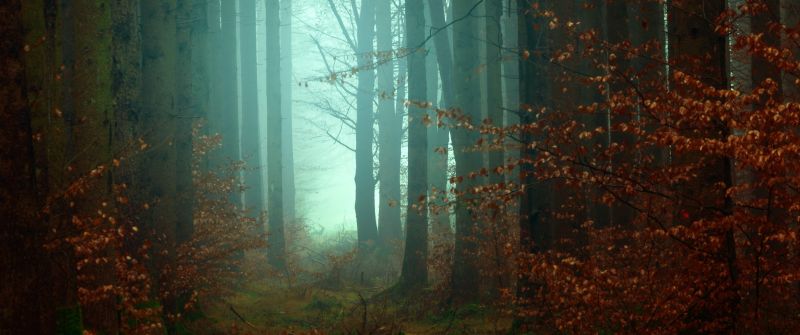 Forest, Mist, Fall, Autumn, Foggy, Morning, Atmosphere, Mist