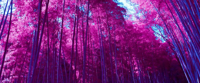 Arashiyama Bamboo Grove, Infrared, Bamboo Forest, Kyoto, Japan