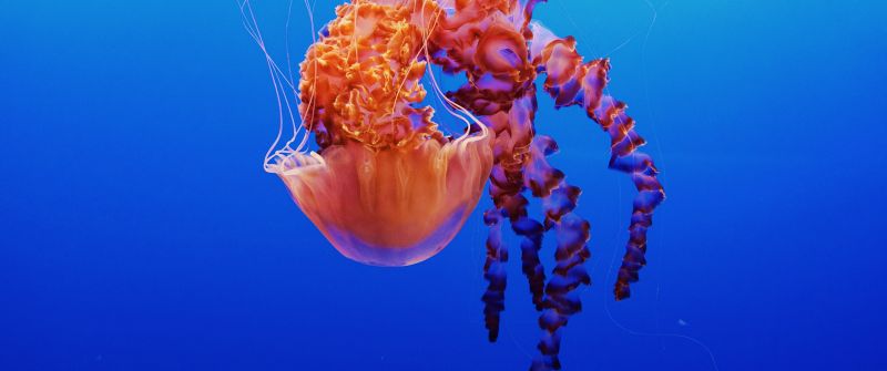 Jellyfish, Monterey Bay Aquarium, Underwater, Monterey, California, 5K