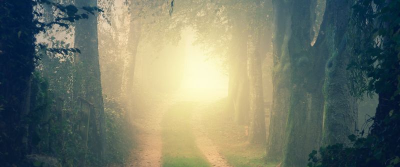 Foggy, Path, Forest, Morning, Light, Fall, Mist, 5K