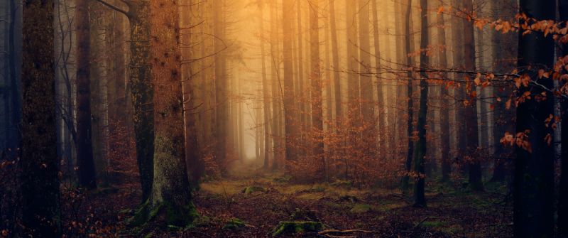 Autumn, Fall Foliage, Forest, Mist, Foggy, Dark, 5K