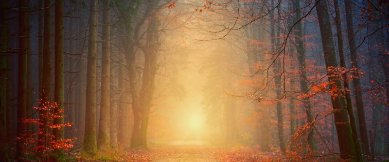 Foggy, Autumn, Forest, Dawn, Pathway, Road, Fall Foliage, 5K