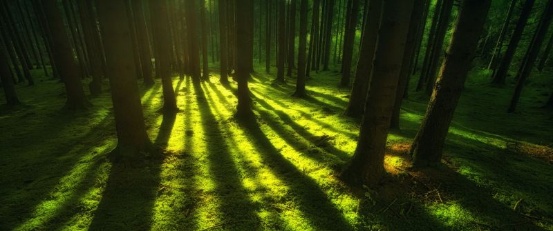 Green, Forest, Trees, Shadow, Daylight