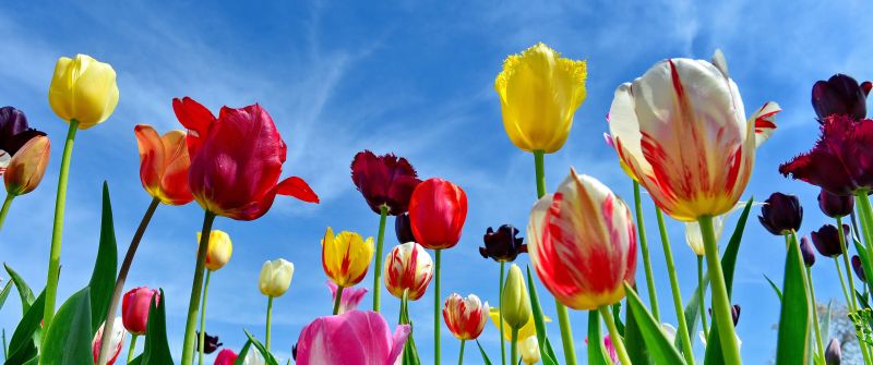 Tulips, Colorful flowers, Blue Sky, Spring, 5K