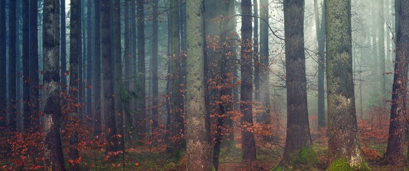 Forest, Dawn, Woods, Daylight, Fall, 5K