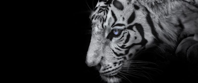 White tiger, Black background, 5K