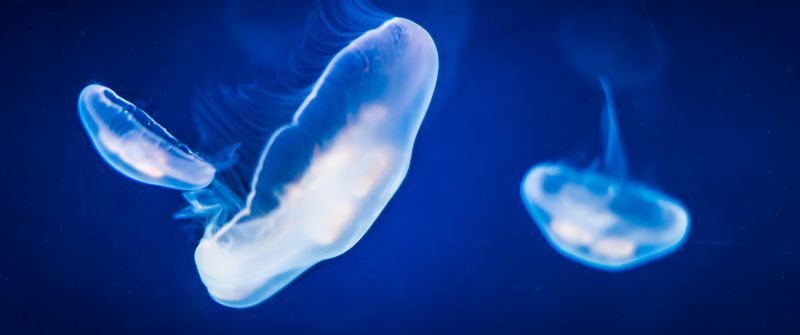 Jellyfishes, Underwater, Blue, Under the Sea, 5K, Bioluminescence