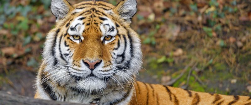 Siberian tigress, Big cat, Amur tiger, Predator, Carnivore, Lying down, Forest, Zoo, Wild animal, Staring, 5K