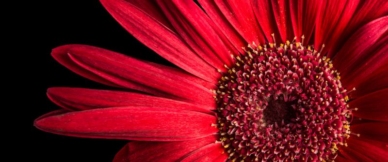 Gerbera Daisy, Red flowers, Black background, AMOLED, Closeup, Macro