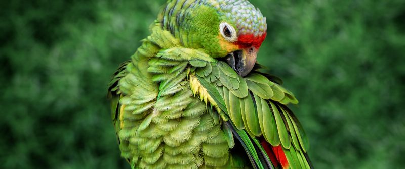 Parrot, Green background, Bokeh, Tree Branch, Selective Focus, Portrait, Bird, 5K