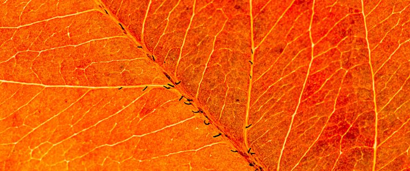 Orange Leaf, Macro, Closeup, Pattern, Texture