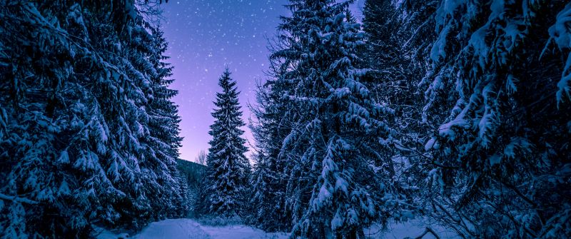 Snowy Trees, Winter, Forest, Frozen, Snow covered, Night sky, Pine trees, Seasons