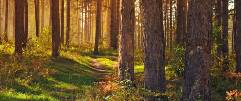 Tree Trunks, Woods, Forest path, Trails, Sun rays, Scenery, Glade