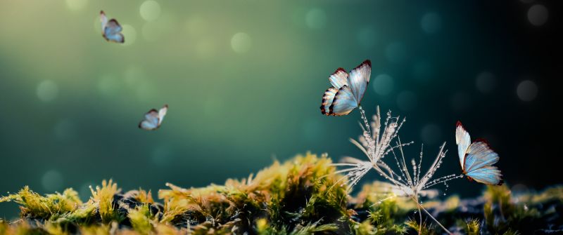 White Butterflies, Mystical Forest, Moss, Blur background, Selective Focus, 5K
