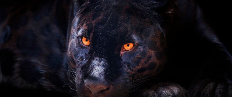 Black Panther, Dark background, Wild Cat, Scary, Feline, Big cat, Predator, Carnivore, 5K, 8K