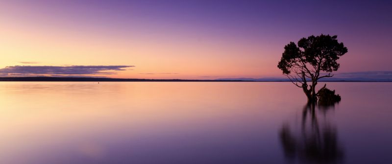 Tree Silhouette, Sunset, Horizon, Body of Water, Dusk, Reflection, Purple sky, 5K