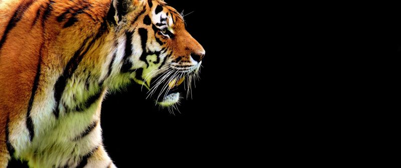Tiger, AMOLED, Big cat, Black background, Fur, Predator, Carnivore, Feline, Wild animal, 5K