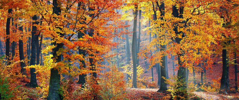 Autumn trees, Fallen Leaves, Seasons, Forest, Landscape, Scenery, Woods