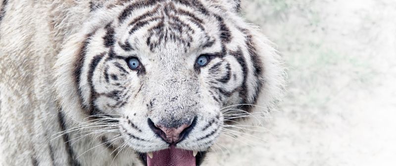 White tiger, Wild animal, Big cat, Predator, Carnivore, Closeup, Zoo