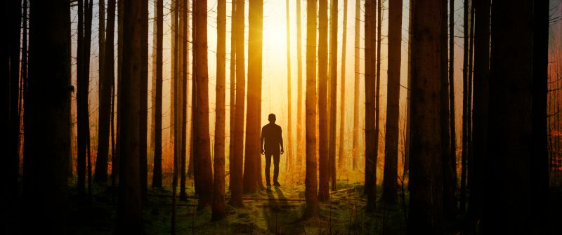 Silhouette, Aesthetic, Man, Standing, Sunset, Forest, Woods, 5K