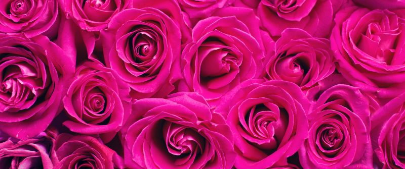 Pink Roses, Floral Background, Blossom, Backdrop, Spring, Texture, 5K