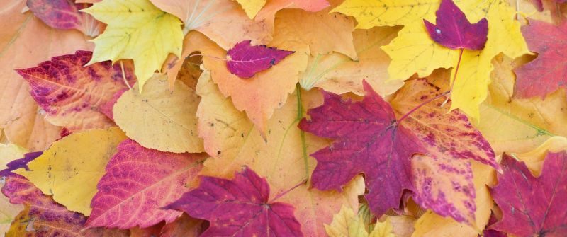 Maple leaves, Fall Foliage, Autumn, Seasons, Fallen Leaves, Colorful, Leaf Background, 5K