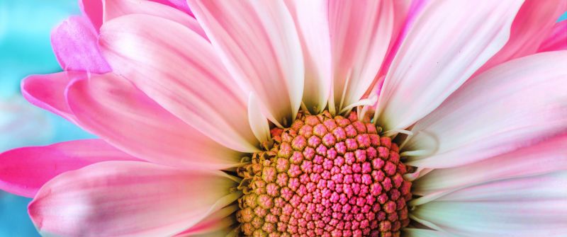 Pink Daisy, Macro, Flora, Petals, Blossom, Bloom, Spring, Closeup, 5K
