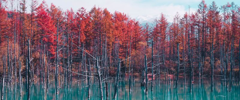 Shirogane Blue Pond, Hokkaido, Japan, Red Trees, Autumn, Body of Water, Reflection, Blue lake, Landscape, Scenery, 5K