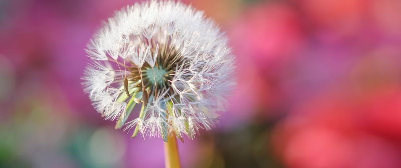 Dandelion flower, Blur background, Selective Focus, Bokeh, Closeup, 5K