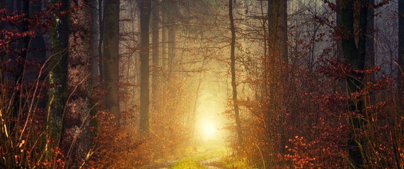 Autumn, Light, Atmosphere, Fall, Daytime, 5K, Forest, 