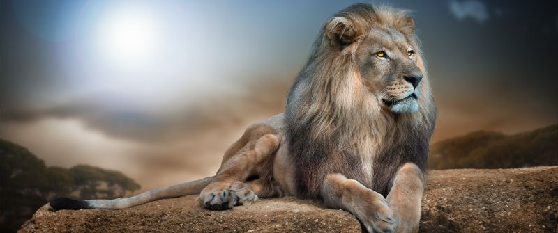 African Lion, Big cat, Carnivore, Predator, Animal Portrait, Blur background, Wild animal, 5K