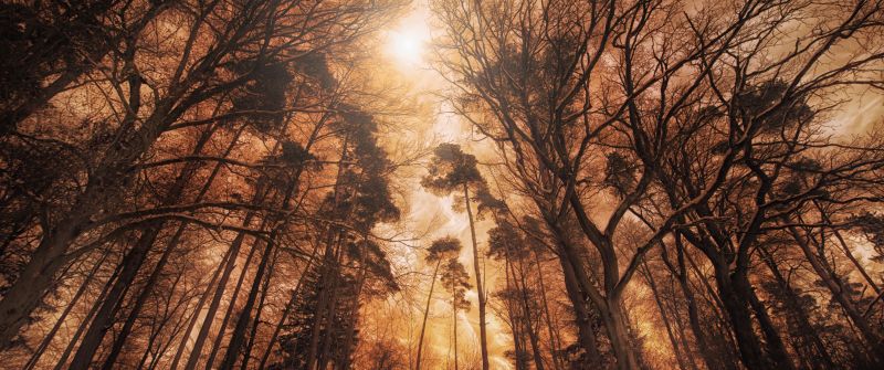 Woods, Forest, Tall Trees, Fire effect, Landscape, Digital composition, 5K