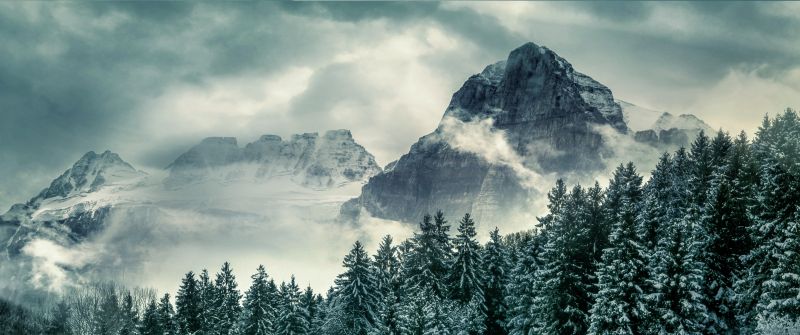 Pine trees, Winter, Forest, Mountains, Peak