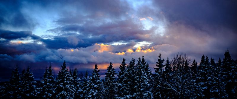 Snowy Trees, Winter, Cloudy Sky, Dusk, Scenic, 5K