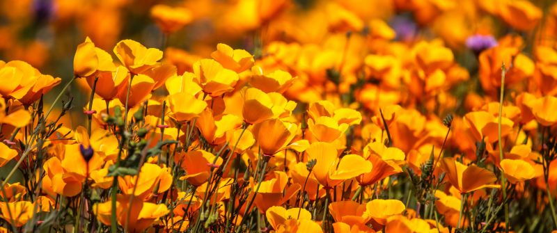 Poppy flowers, Floral Background, Yellow flowers, Blossom, Spring, Bloom, 5K, 8K